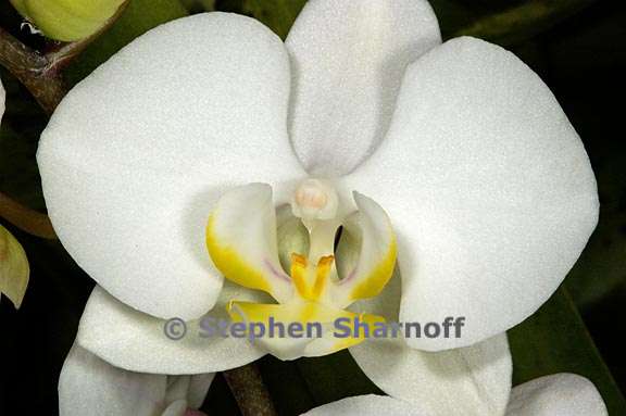 phalaenopsis 3 graphic